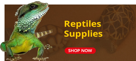 reptile supplies