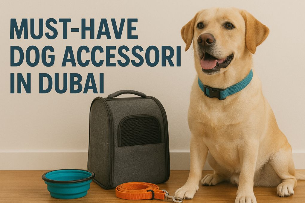 Top Dog Accessories Every Dubai Pet Owner Should Own