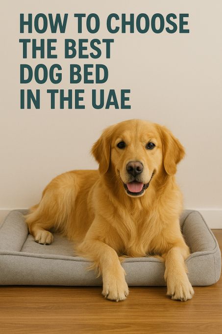 How To Choose The Best Dog Bed In The UAE