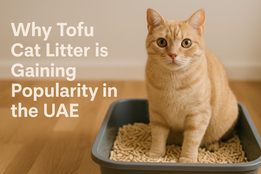 Why Tofu Cat Litter Is Gaining Popularity In The UAE