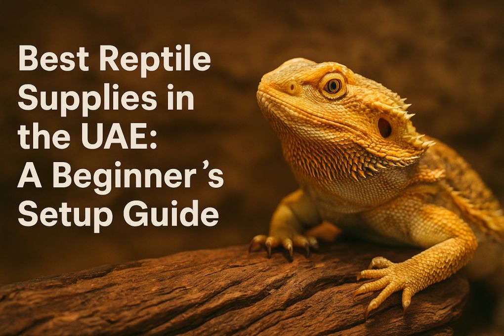 Best Reptile Supplies In The UAE: A Beginner’s Setup Guide