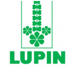 Lupine