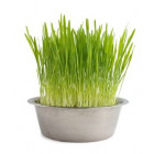  Cat Grass 