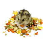  Hamster Food 