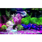 Aqua scaping & Décor