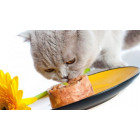 All Cat Wet Food