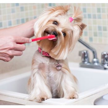  Dog Teethbrushing 