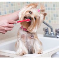 Dog Teethbrushing