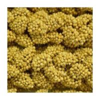 Higgins 5 lb Spray Millet 1 Pack One Size
