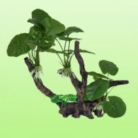 CAMRY AQUARIUM PLANT