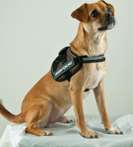 Xsmall shop dog harness