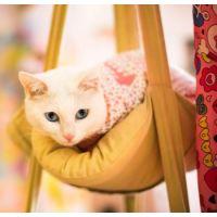 CATSPIA Off White Primrose
