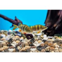 Aquarium Gravel  800g