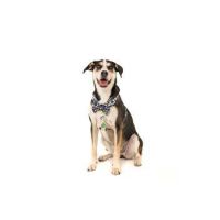 DOG NECK COLLAR VEGAS 82026