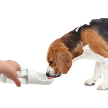  All For Paws Lifestyle 4 Pets - Handy Drinking Bottle 330ml 