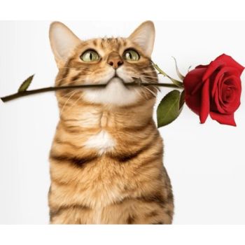  Cat Partner Bentonite Dust Free Clumping Litter 25L – Rose 