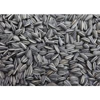 Sun Flower Seeds Small Sizes 300G