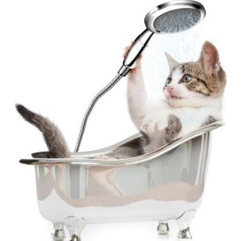  Cat Medicated Shower 