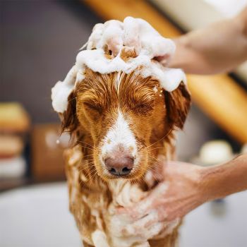  Dog Flea & Tick Bath Medium Size 11 T0 25kg 
