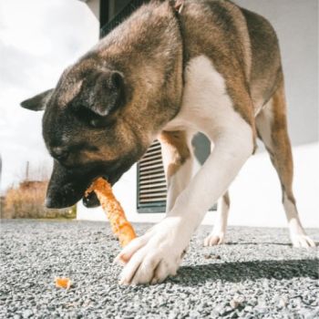  Duvo+ Meat! chicken & rawhide sticks L- 25cm - 2 Sticks] 