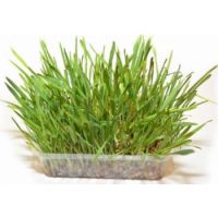 DUVO CAT GRASS 100G