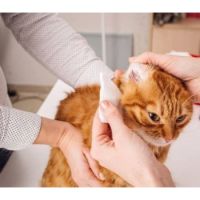 Cat Grooming Services Buy Best Price In Uae Dubai Abu Dhabi Sharjah