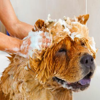  Dog Flea & Tick Bath Large Size 26 To Up 