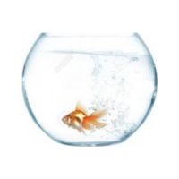 Camry Glass Bowl 8inches -Small