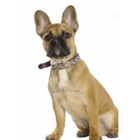 Multi Collar - Beige / Medium
