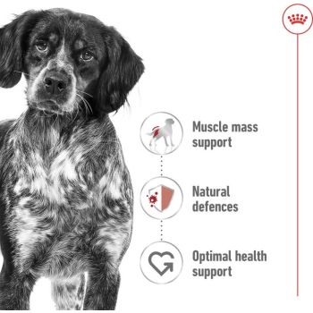  Royal Canin Medium Adult  Wet Food 410 g 