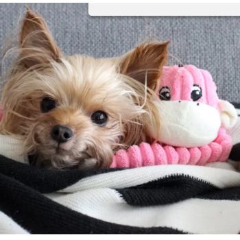  Zippypaws Spencer the Crinkle Monkey - Small Pink 