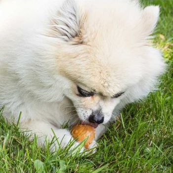  Duvo Dog Treats  Garden Bites Fruity Friends 12,5cm - 3pcs Mixed Colors 