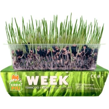  Erba Piu Cat Grass seeds 