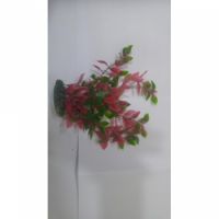 Sea Star Aquarium Plant PLT816M