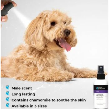  Groom Professional Duke Cologne [Perfume]-Musky Male Scent-200ml 