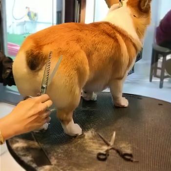  Dog Butt Shaving 