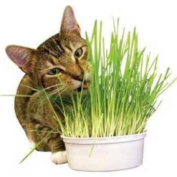  Natural Cat Grass Growing Kit 