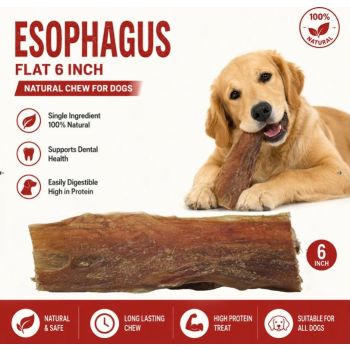  Petrix Esophagus Flat 6" - 10 Pcs 
