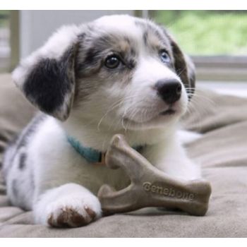  Benebone Puppy Wishbone Dog Chew Toy – Bacon Small 