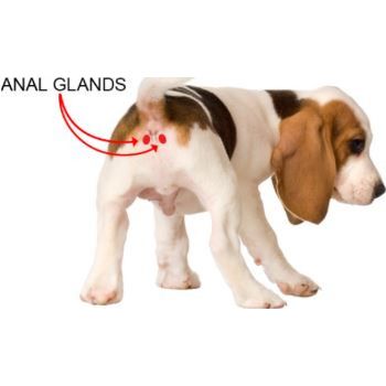  Dog Anal Gland 
