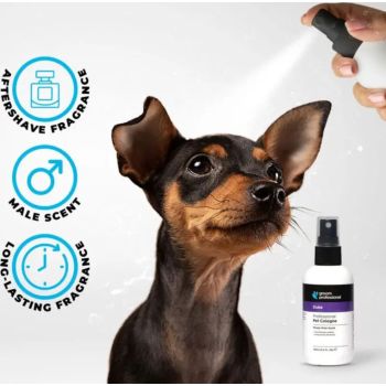  Groom Professional Duke Cologne [Perfume]-Musky Male Scent-200ml 