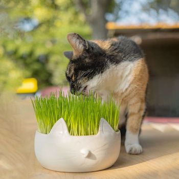  Erba Piu Week Soil and Seeds Kit for Cat Grass 