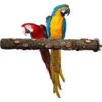 SAAS NATURAL WOODEN BIRD STICK TOYS