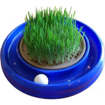  The Turbo Cat Grass 