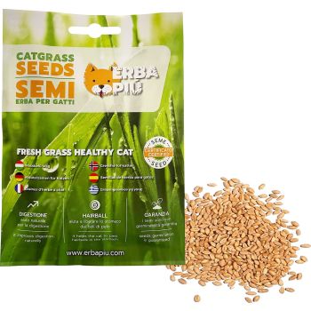  Erba Piu Cat Grass seeds 