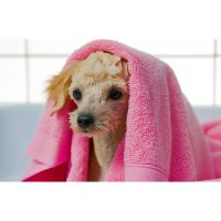 Pet Towel Peach Color 100% cotton 70cmx135cm