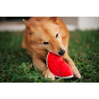  Wagging Watermelon Dog Toys 
